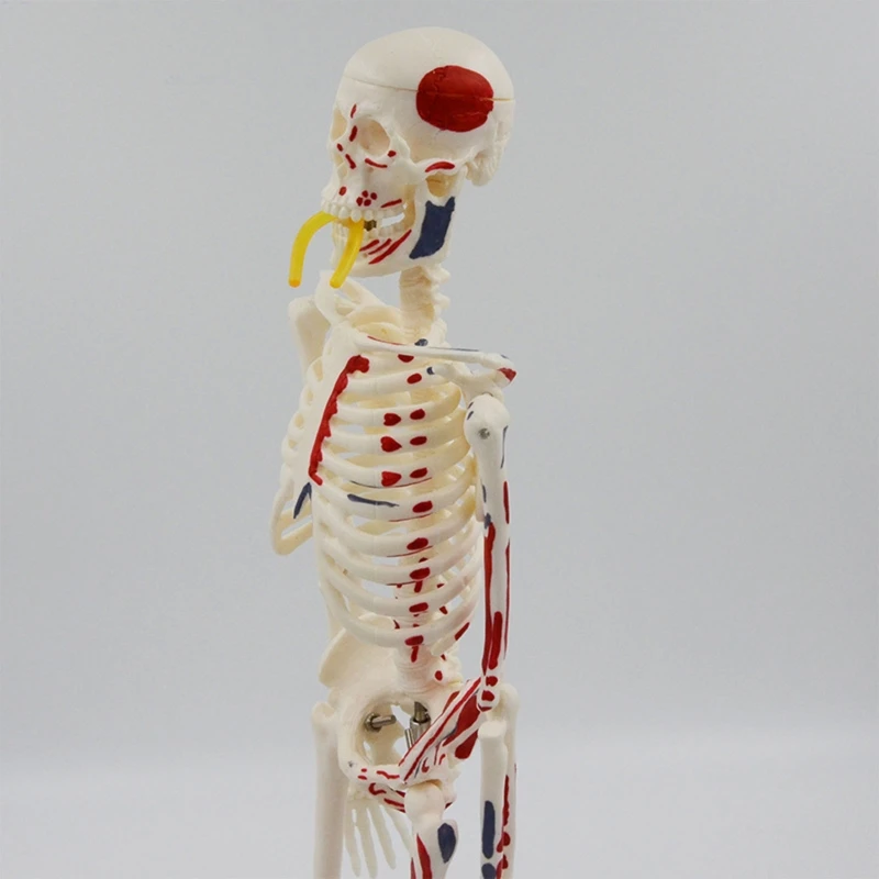 17-дюймовая мини-модель Анатомии человеческого Скелета Научный класс Инструмент для моделирования скелета тела Научное Обучение Учебные Пособия 24BB