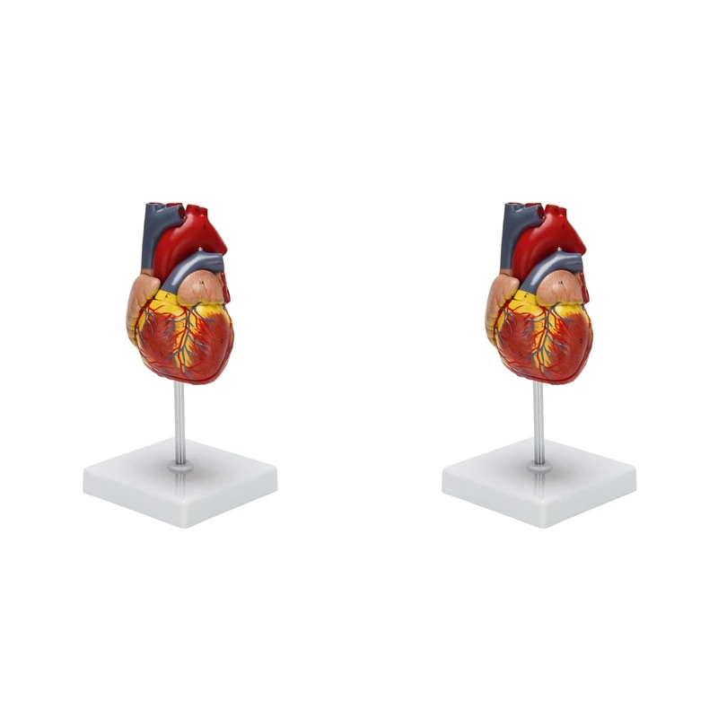 2X Модель человеческого сердца в масштабе 1: 1, анатомически точная модель сердца, анатомия скелета человека в натуральную величину
