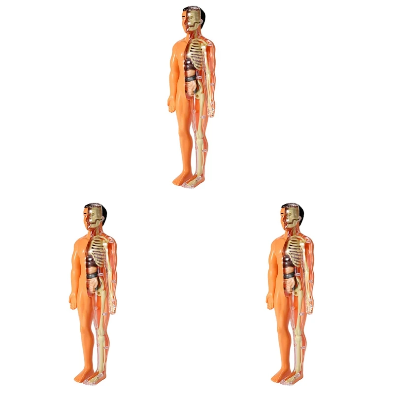 3X 3D Модель Анатомии человеческого тела Детская Пластиковая игрушка-скелет 