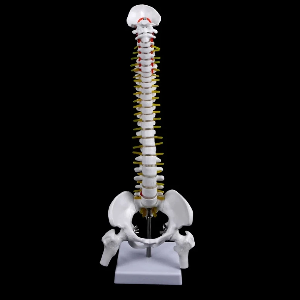 45 см Медицинская наука Естественный позвоночник Затылочный и тазовый пояс Обучение модели бедренной кости Изучение позвоночника человека Модели для взрослых 2 вида