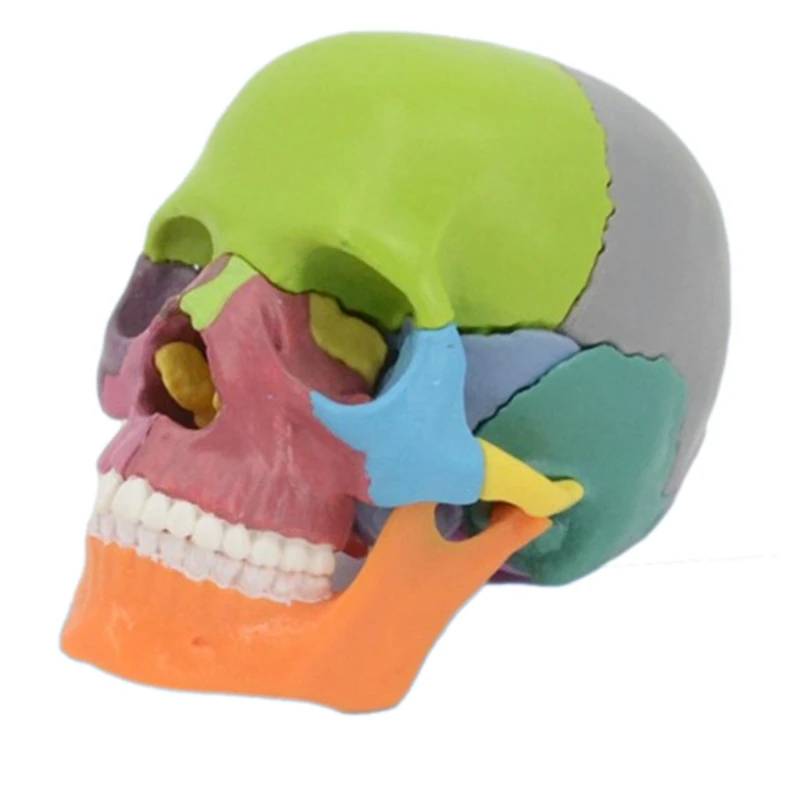 4D Анатомическая модель черепа в разобранном виде, Съемный учебный инструмент