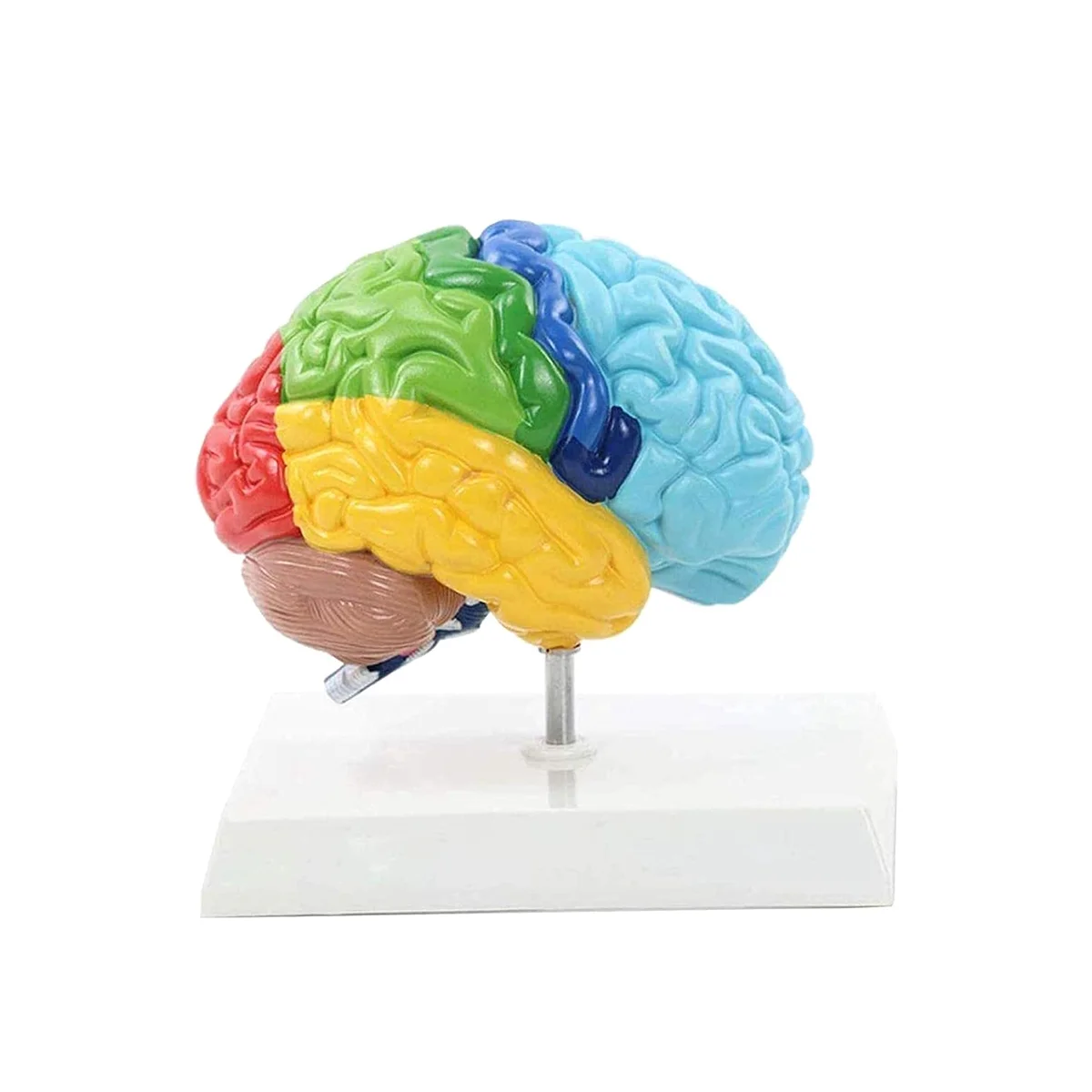 Правое полушарие мозга Модель человеческого тела Образовательная Модель Мозга 1: 1 для Обучения Студентов, Модель Сборки учебного пособия