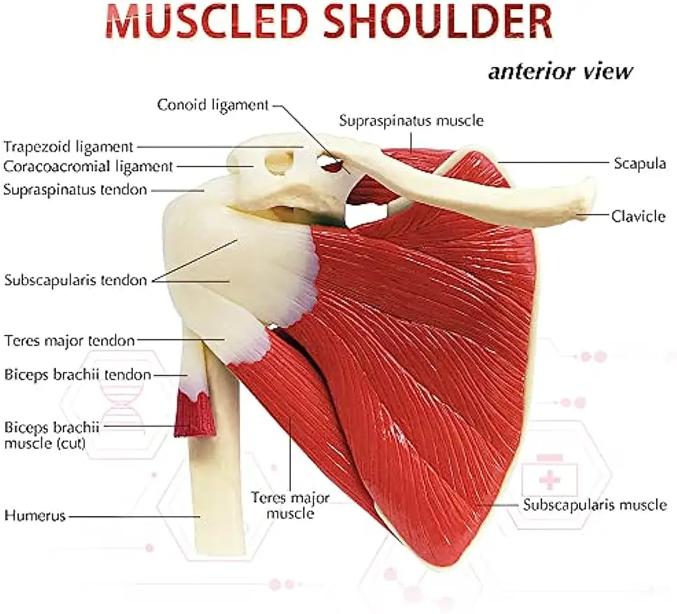 Скелет человека, плечо, лопатка, ключица, модель мышц, функциональная связка сустава, Медицинское учебное пособие